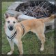 Matilda, Mix - Hündin