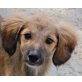 Matilda, lebt im Tierheim von Patras, Mischling Welpen - Hündin