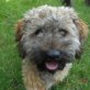 Matisek agil+aufgeweckter Junghund, Mischung aus Terrier/Dackel/Pudel oder ähnlic - Rüde