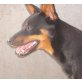 Matko, Zwergpinscher - Rüde