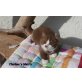 Matrix, Britisch Kurzhaarkatze - Kater