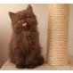 Matrix,Marcy,Mia,Meringo., Britisch Kurzhaarkatze - Katze