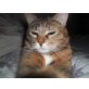 Matröschka, Hauskatze - Katze