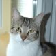 Matteo, verspielter - Kater