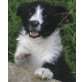 Mattina, Terrier-Mischling Welpen - Hündin