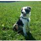 Mattox, Australian Shepherd Dog Welpen - Rüde