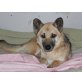 Matula, Di, Dackel-Schäferhund - Rüde