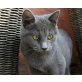 Matz, BKH-Mix - Kater