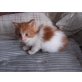 Matze, Maine Coon - Kater