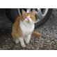 Mau, Roter - Kater