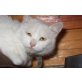 MauMau, Angora-Mix - Katze