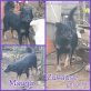 Maugli, Setter-Mix - Hündin