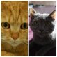 Maunzi und Minnie, Europäische Kurzaar - Katze