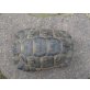 Maurische Landschildkröte
