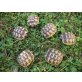 Maurische Landschildkröte