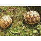 Maurische Landschildkröte