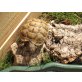 Maurische Landschildkröte