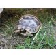 Maurische Landschildkröte