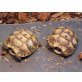 Maurische Landschildkröte