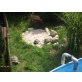 Maurische Landschildkröte