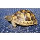 Maurische Landschildkröte