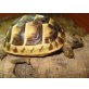 Maurische Landschildkröte