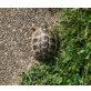 Maurische Landschildkröte