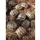 Maurische Landschildkröte