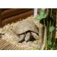Maurische Landschildkröte - männlich