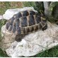 Maurische Landschildkröte - männlich