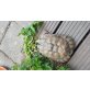 Maurische Landschildkröte - männlich