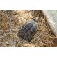 Maurische Landschildkröte - männlich