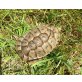 Maurische Landschildkröte - männlich