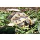 Maurische Landschildkröte - weiblich