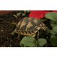 Maurische Landschildkröte - weiblich