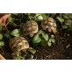 Maurische Landschildkröte - weiblich