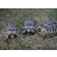 Maurische Landschildkröte - weiblich