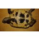 Maurische Landschildkröte - weiblich