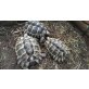 Maurische Landschildkröte - weiblich