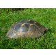 Maurische Landschildkröte - weiblich