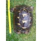 Maurische Landschildkröte - weiblich