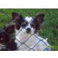 Mausi, Chihuahua langhaariger Schlag - Hündin
