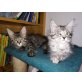Mausi, Maine Coon - Katze