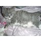 Mausi, Ragdoll/Perser - Katze