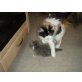Mausi, Ragdoll/Persermix - Katze