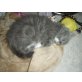 Mausi, Ragdoll/Persermix - Katze