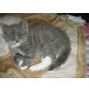Mausi, Ragdoll/Persermix - Katze