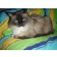 Mausi, Ragdoll/Persermix - Katze