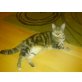 Mausi, Wunderschön getigerte Hauskatze - Katze