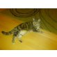 Mausi, Wunderschöne getigerte Hauskatze - Katze